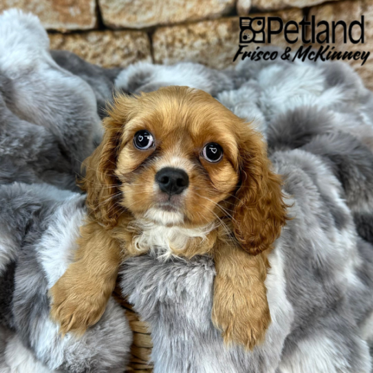 [#M08718] Ruby M Cavalier King Charles Spaniel Puppies for Sale