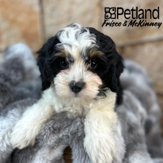 [#25112-06] Black White / Tan F Bernedoodle Mini 2nd Gen Puppies for Sale