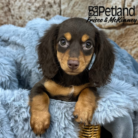 [#M08504] Chocolate and Tan F Dachshund Puppies for Sale