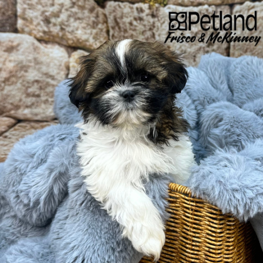 [#M08567] Red and White F Shih Tzu Puppies for Sale