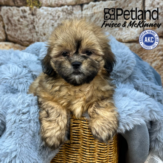 [#M10690] Red F Shih Tzu Puppies for Sale