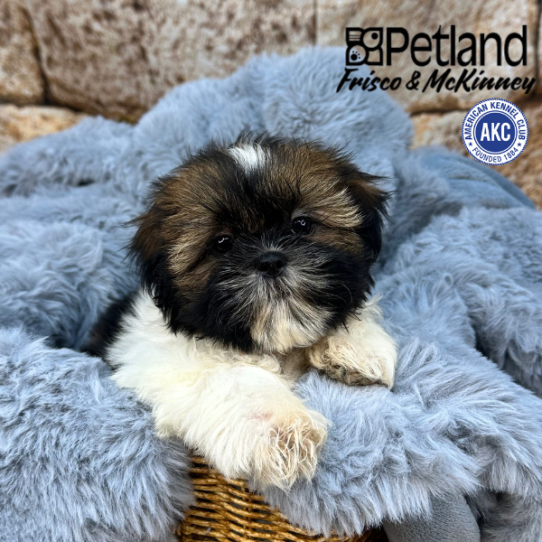 [#M08555] Red and White F Shih Tzu Puppies for Sale
