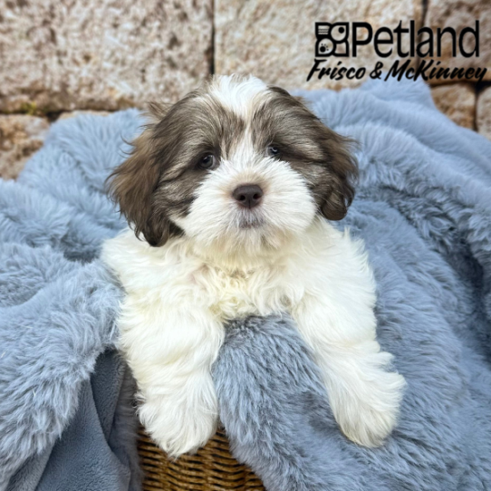 [#M08812] Liver F Lhasa Apso Puppies for Sale