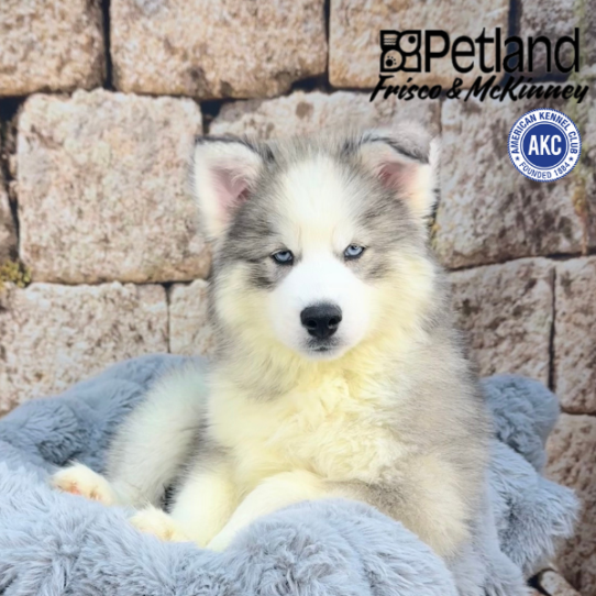 [#M07784] Grey and White F Siberian Husky Puppies for Sale