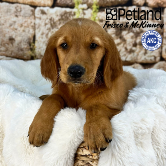 [#25528-02] Dark Golden M Golden Retriever Puppies for Sale