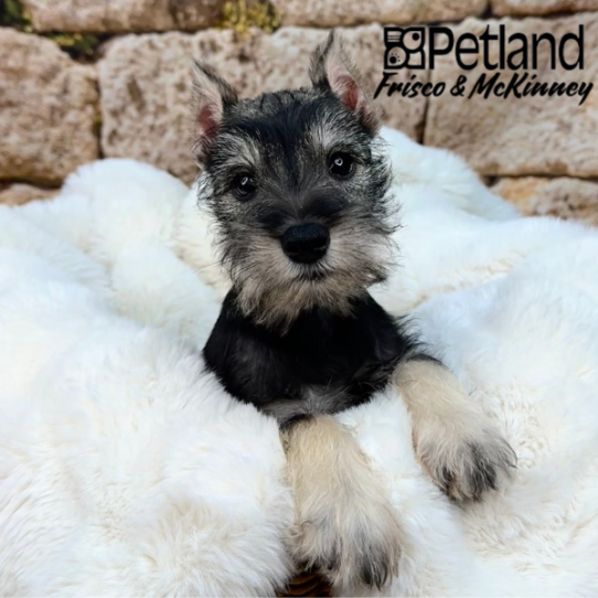 [#252029-02] Black / Silver M Miniature Schnauzer Puppies for Sale