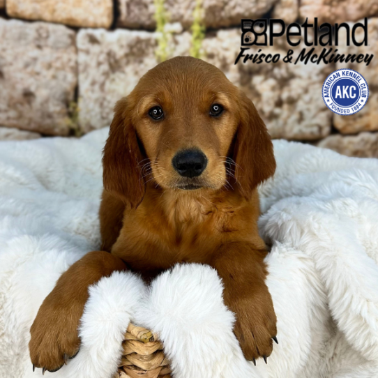 [#25528-05] Dark Golden F Golden Retriever Puppies for Sale