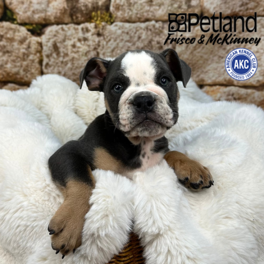 [#252056-02] Blue White / Tan M Bulldog Puppies for Sale