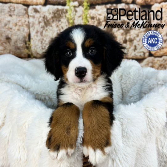 [#M08744] Black Rust and White M Bernese Mountain Dog Puppies for Sale