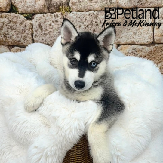 [#252037-03] Gray / White M Alaskan Klee Kai Puppies for Sale