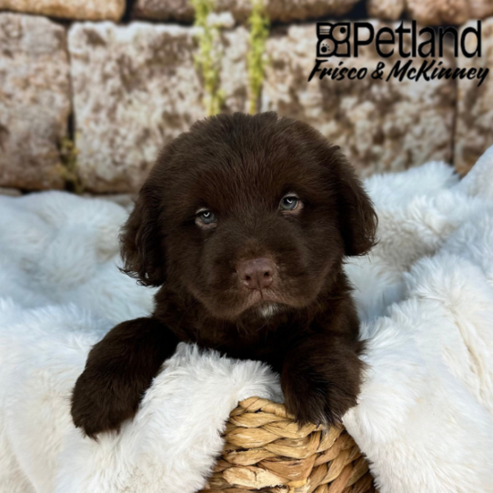 [#2584-01] Chocolate M Hippo Mini Puppies for Sale