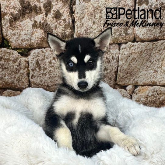 [#252037-05] Black / White F Alaskan Klee Kai Puppies for Sale