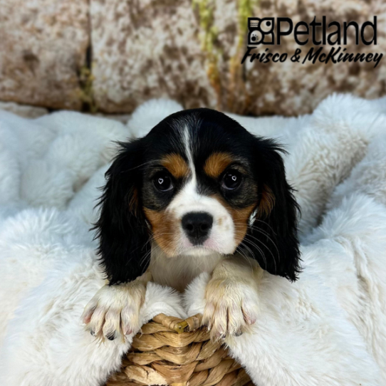[#M08653] Tri Color F Cavalier King Charles Spaniel Puppies for Sale