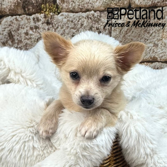 [#252049-01] Fawn M Chihuahua Puppies for Sale