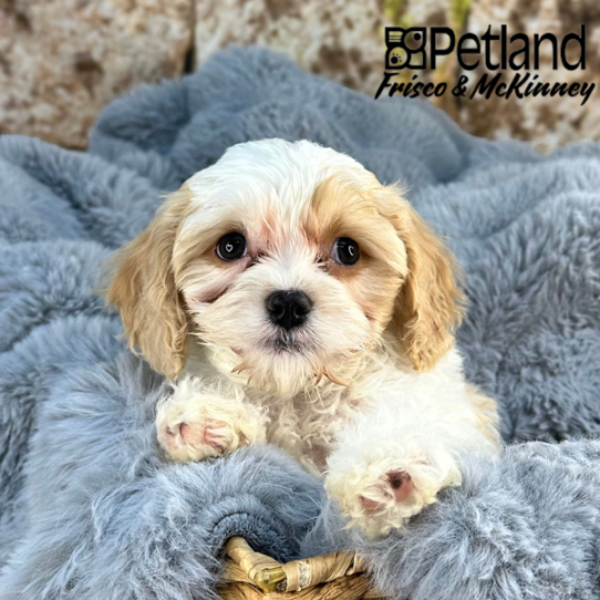 [#25114-01] Red / White F Cavapoo Puppies for Sale