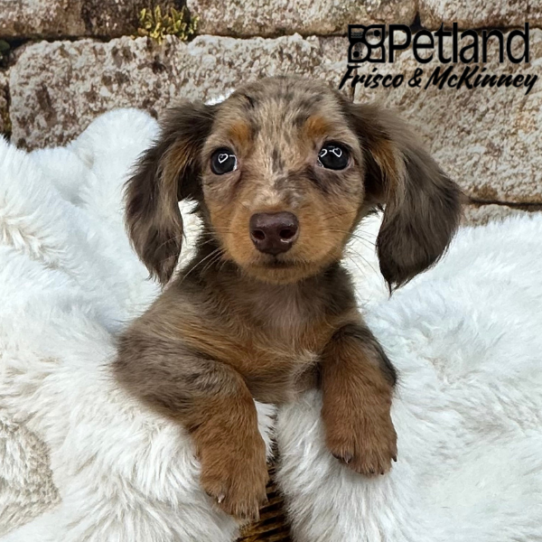 [#252041-02] Chocolate / Tan F Dachshund Puppies for Sale