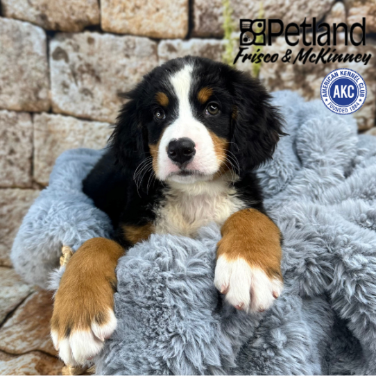 [#M08750] Black Rust and White F Bernese Mountain Dog Puppies for Sale