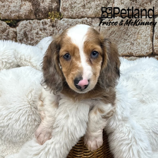 [#252041-01] Red Dapple M Dachshund Puppies for Sale