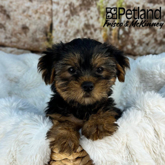 [#M08840] Black and Tan M Yorkshire Terrier Puppies for Sale