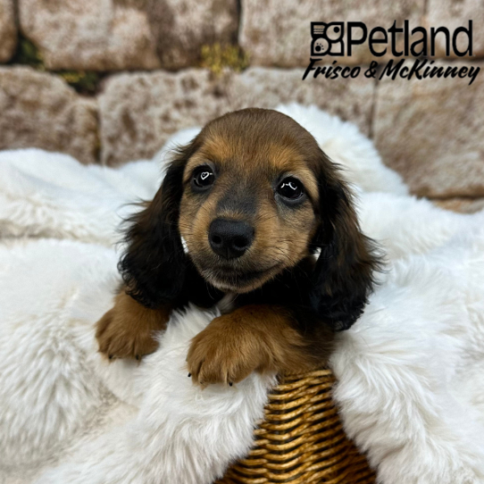 [#252025-02] Wild Boar M Dachshund Puppies for Sale