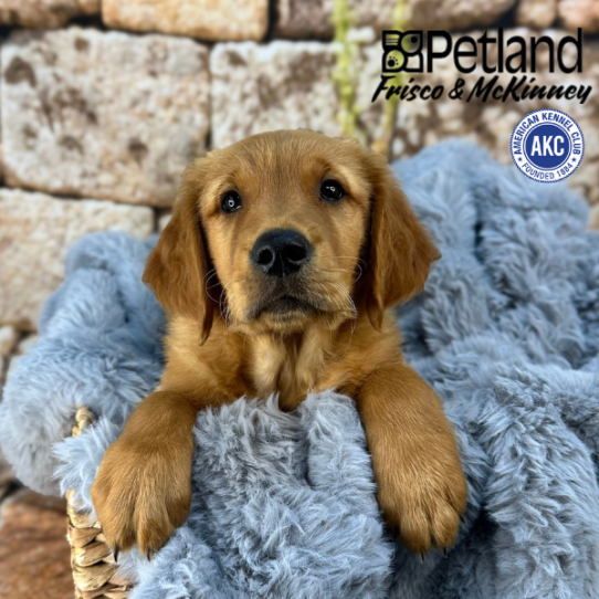 [#25528-04] Dark Golden M Golden Retriever Puppies for Sale