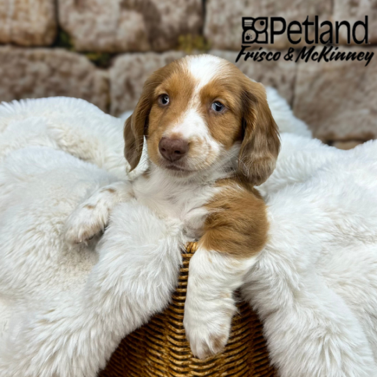 [#252023-01] Red M Dachshund Puppies for Sale