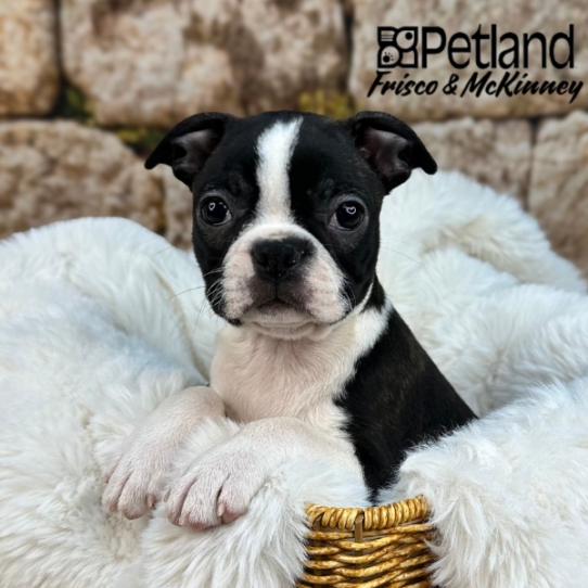 [#25369-05] Black / White F Boston Terrier Puppies for Sale