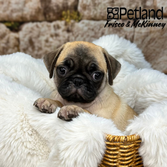 [#25368-01] Fawn M Pug Puppies for Sale
