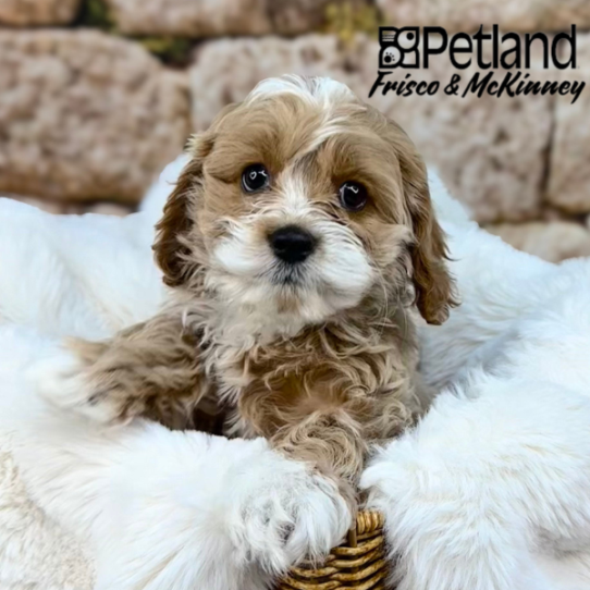 [#25363-04] Red F Cock A Poo Puppies for Sale