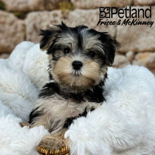 [#25366-02] Black / Tan M Morkie Puppies for Sale
