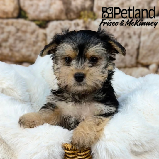 [#25366-03] Black / Tan F Morkie Puppies for Sale
