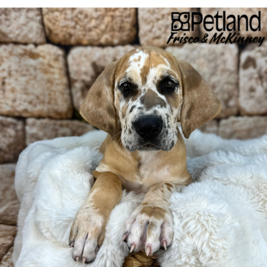 [#25367-01] Fawn Merle M Great Dane Puppies for Sale