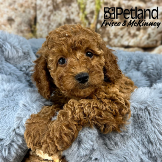 [#2537-07] Red F Cock A Poo 2nd Gen Puppies for Sale