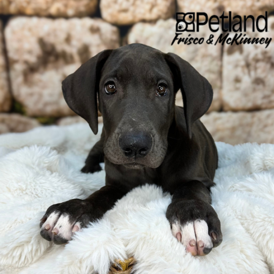[#25367-03] Blue F Great Dane Puppies for Sale