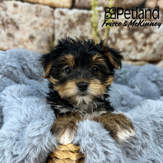 [#M08833] Black and Tan F Yorkshire Terrier Puppies for Sale