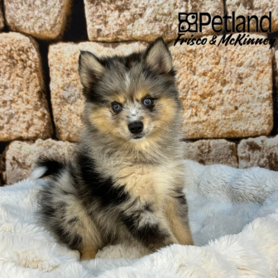 [#251947-01] Blue Merle M Pomsky 2nd Gen Puppies for Sale