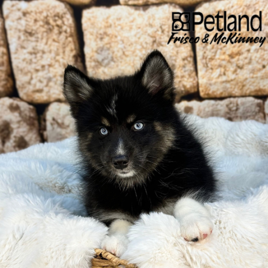 [#251947-04] Black F Pomsky 2nd Gen Puppies for Sale
