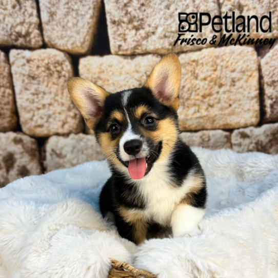 [#251944-05] Black F Pembroke Welsh Corgi Puppies for Sale