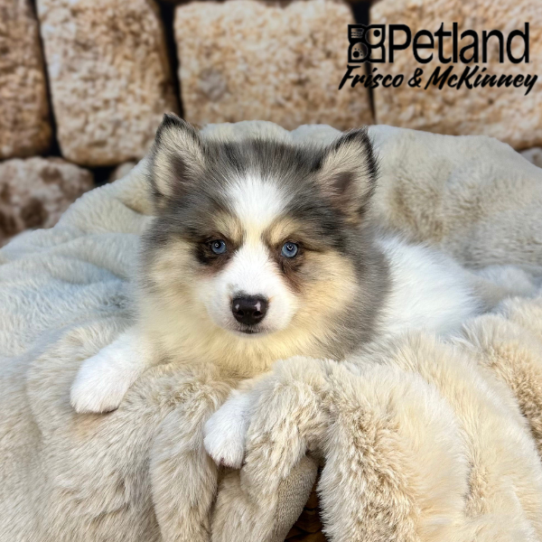 [#251947-03] Blue Merle F Pomsky 2nd Gen Puppies for Sale