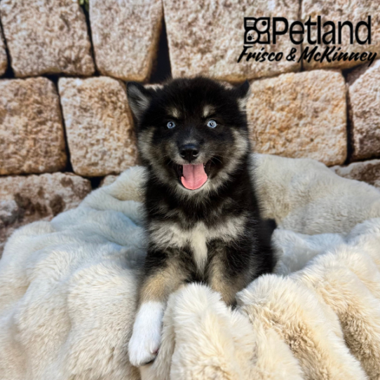 [#251947-02] Black M Pomsky 2nd Gen Puppies for Sale