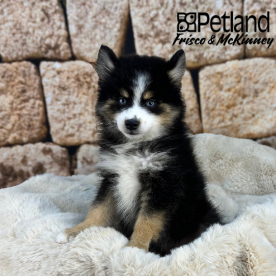 [#251947-05] Black F Pomsky 2nd Gen Puppies for Sale