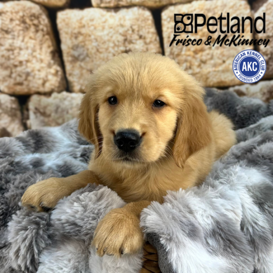 [#252363-02] Light Golden M Golden Retriever Puppies for Sale