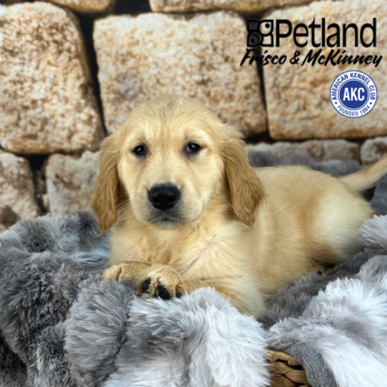 [#251931-08] Light Golden F Golden Retriever Puppies for Sale