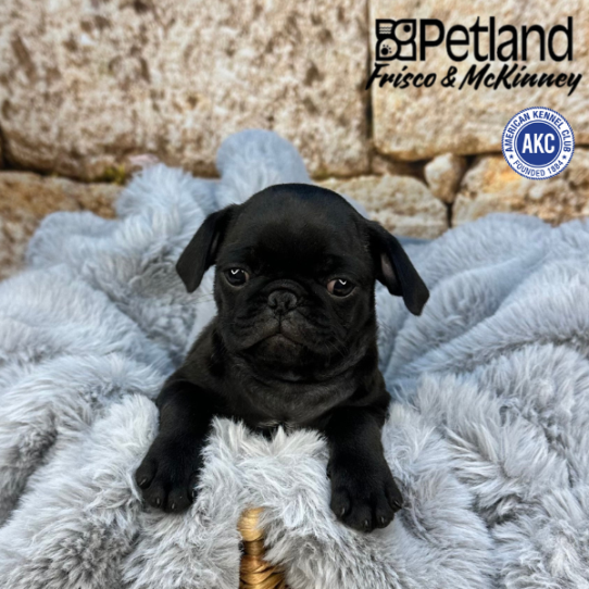 [#M09021] Black M Pug Puppies for Sale
