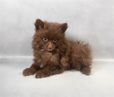 [#M07588] Chocolate M Pomeranian Puppies for Sale