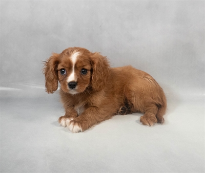 [#M07621] Ruby F Cavalier King Charles Spaniel Puppies for Sale