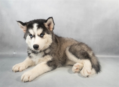 [#M07755] Black and White F Siberian Husky Puppies for Sale