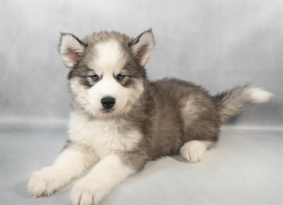 [#M07784] Grey and White F Siberian Husky Puppies for Sale