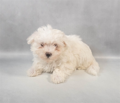 [#M07944] White F Maltese Puppies for Sale