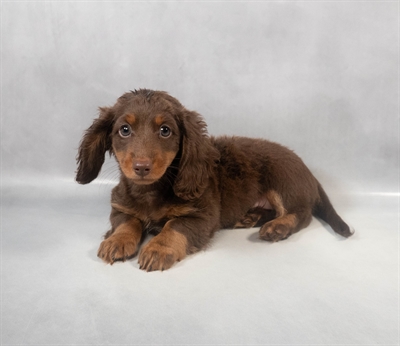 [#M08007] Chocolate and Tan M Dachshund Puppies for Sale